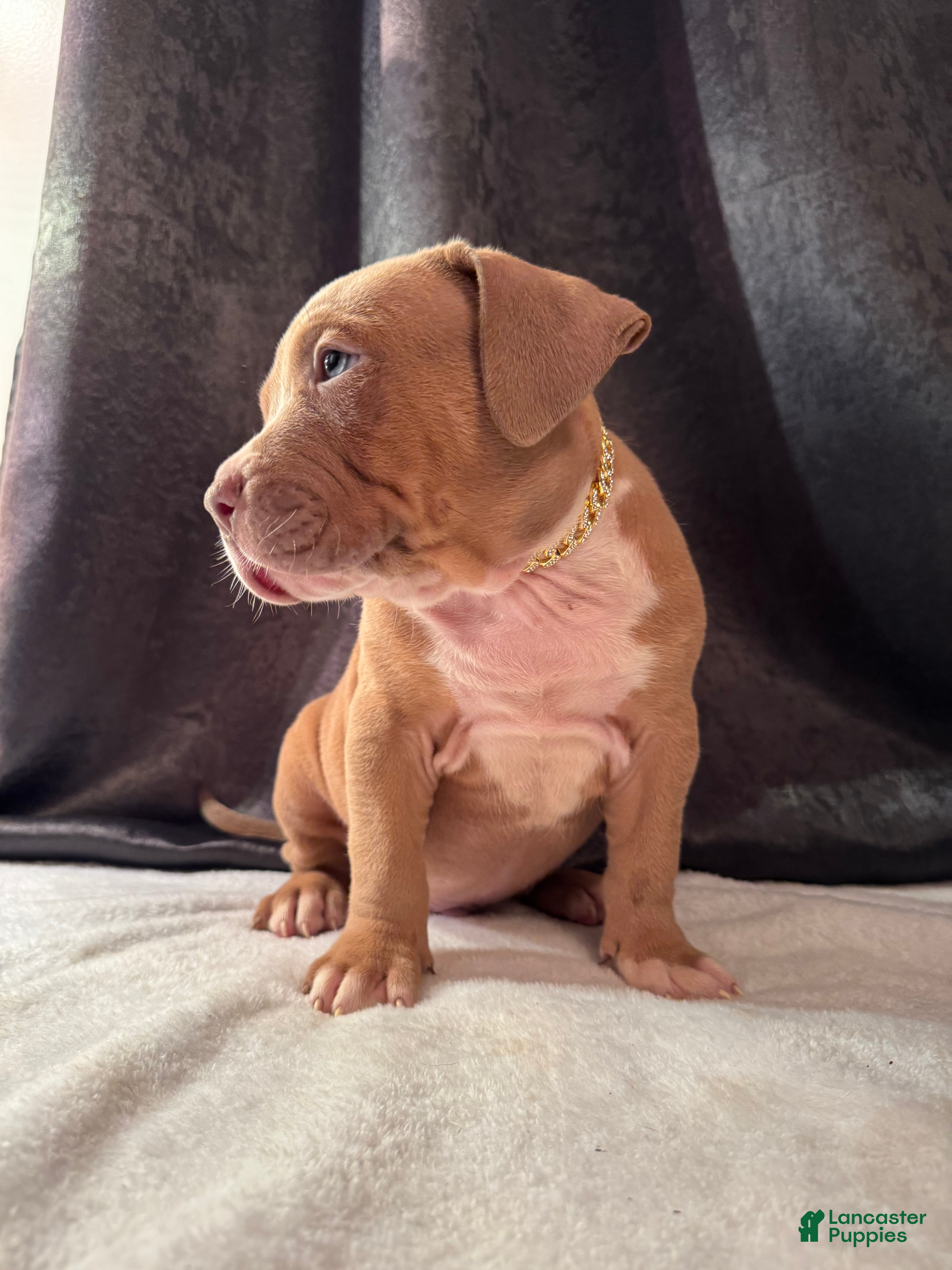 American Bully dogs American Bully Puppy 7 - Ad 1