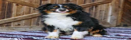 Australian Shepherd dogs for sale: Rufas - Ad 11