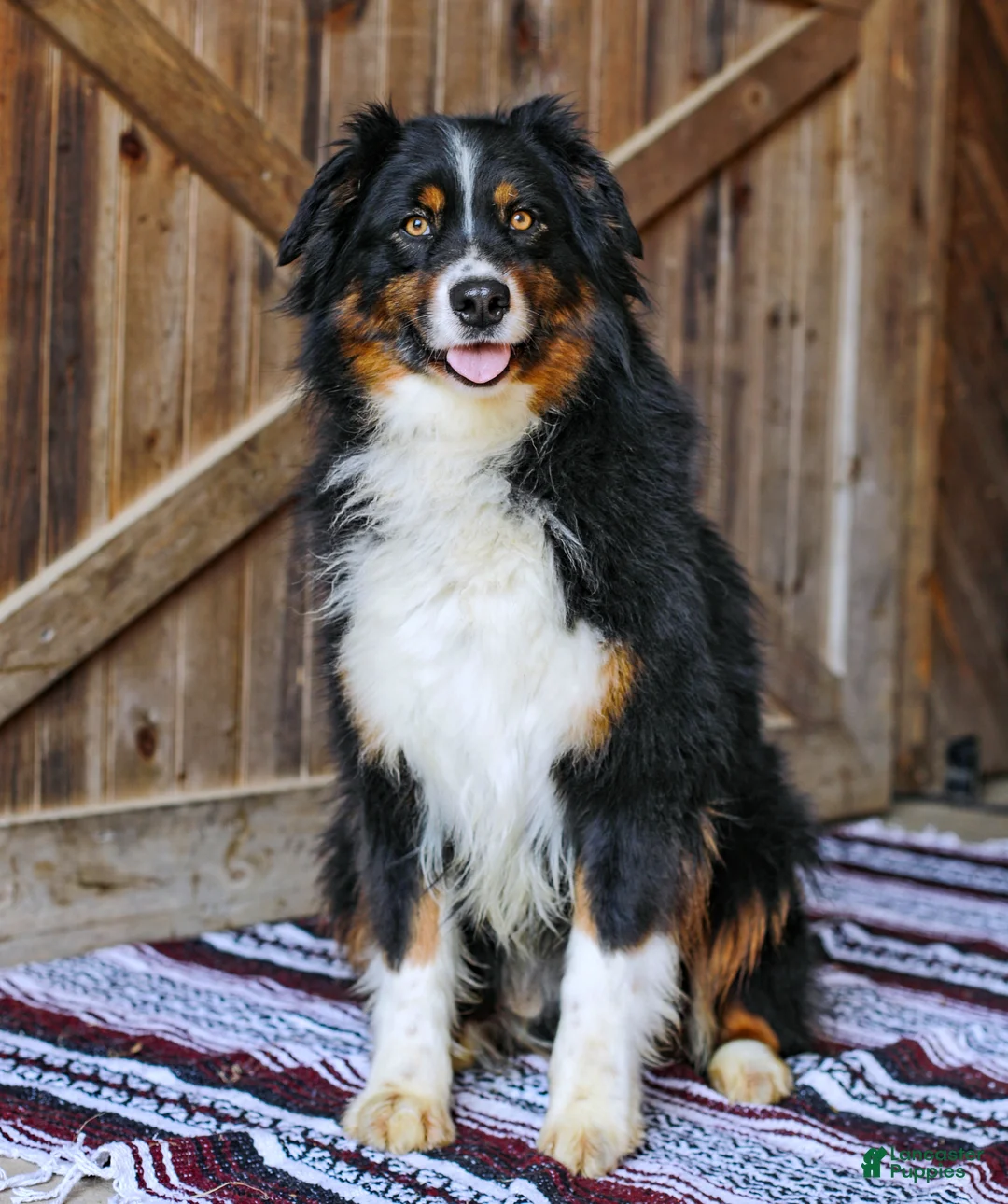Australian Shepherd dogs for sale: Rufas - Ad 11