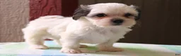 Mixed Breed dogs for sale: Kasper - Ad 3