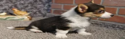 Welsh Corgi Pembroke dogs for sale: Luna - Ad 3