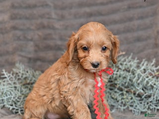 Cockapoo dogs Hope - Ad 9