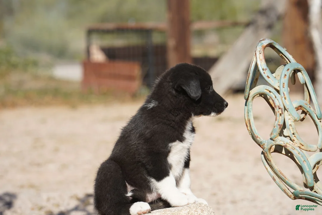 Mixed Breed dogs for sale: Toes M Sylvester - Ad 13