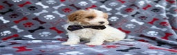 Cavapoo dogs for sale: Lincoln - Ad 2