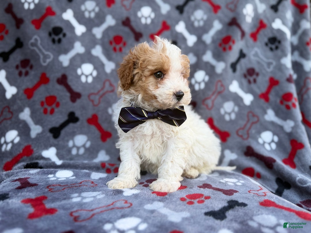 Cavapoo dogs for sale: Lincoln - Ad 2