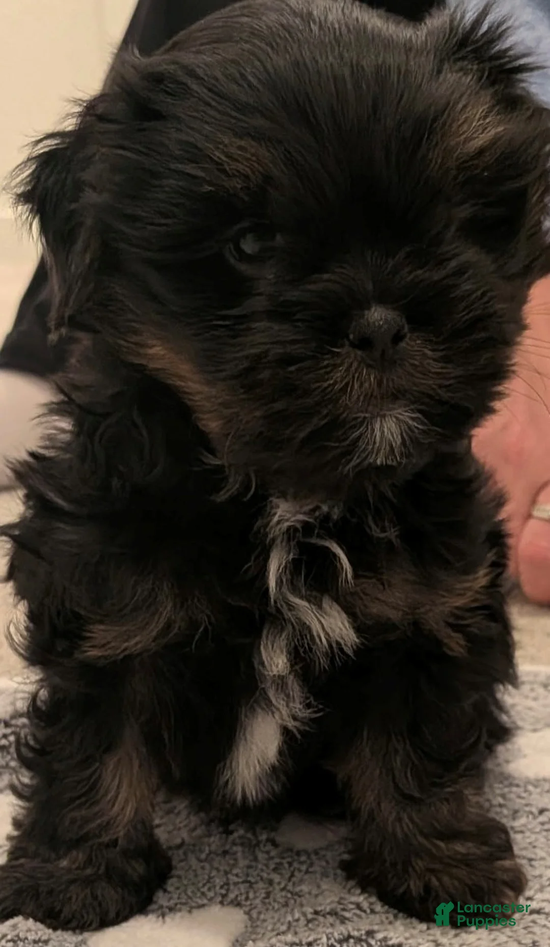 Shorkie dogs for sale: Yellow Puppy - Ad 3