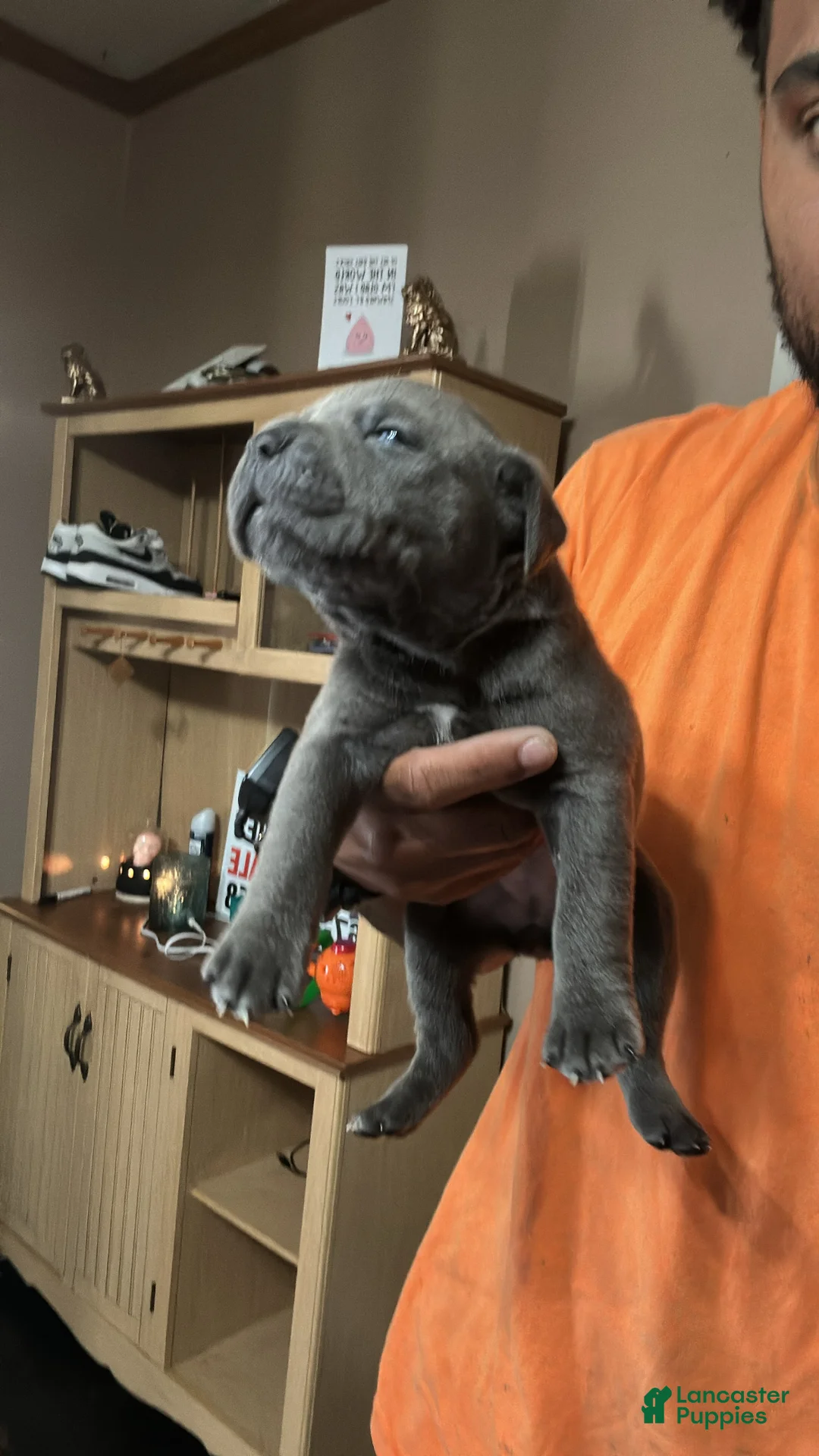 Cane Corso dogs for sale: Cane Corso 2 - Ad 2