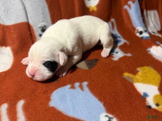 Boxer dogs Noel - Ad 9