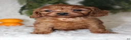 Mini Goldendoodle dogs for sale: Mini Goldendoodle 2 - Ad 4