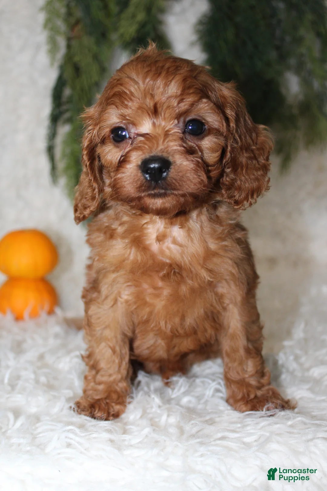 Mini Goldendoodle dogs for sale: Mini Goldendoodle 2 - Ad 4