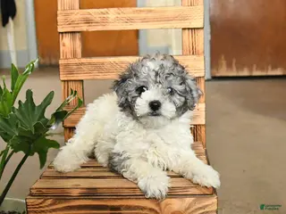 Miniature Poodle dogs Alice - Ad 20