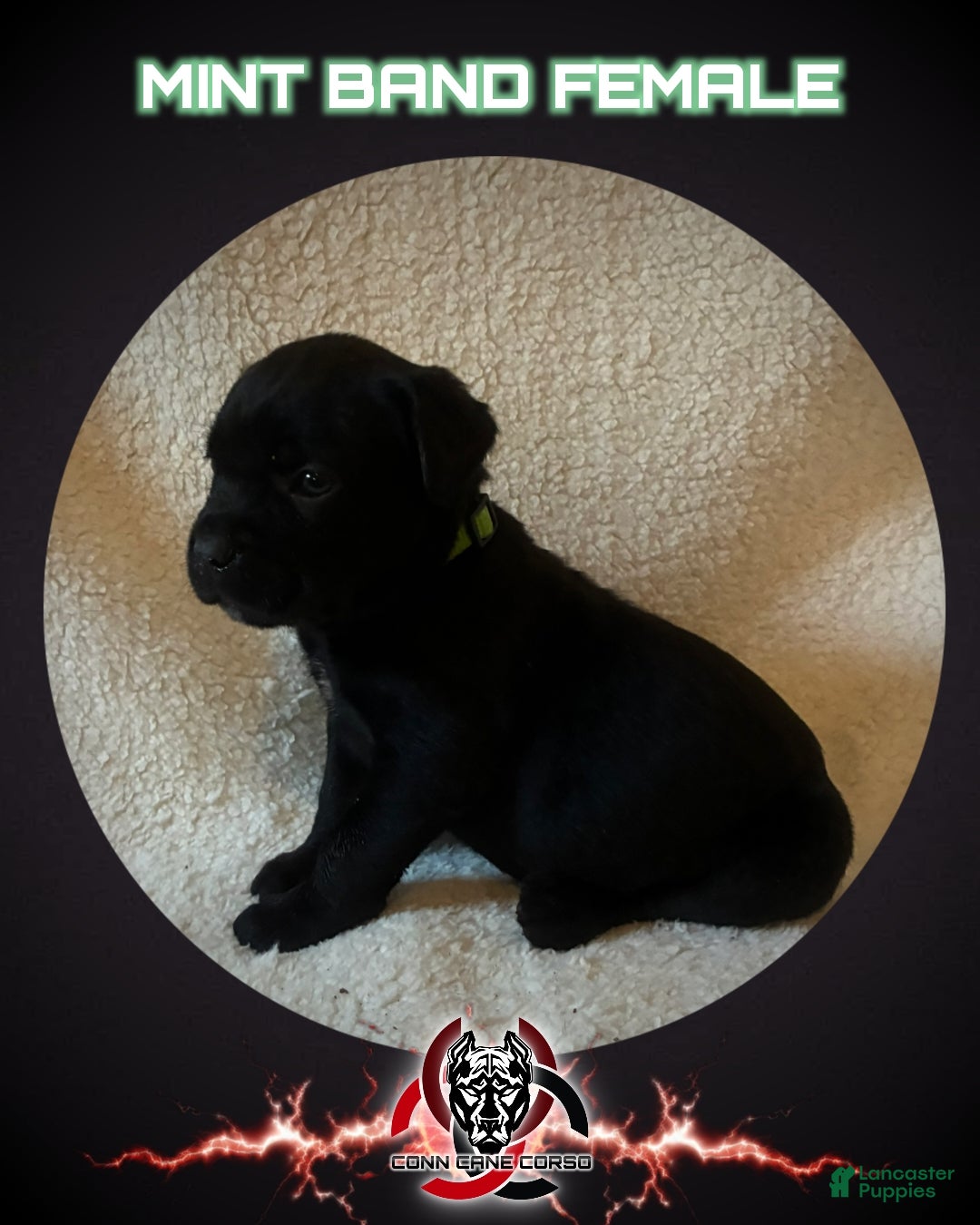 Cane Corso dogs Cane Corso Puppy 11 - Ad 41