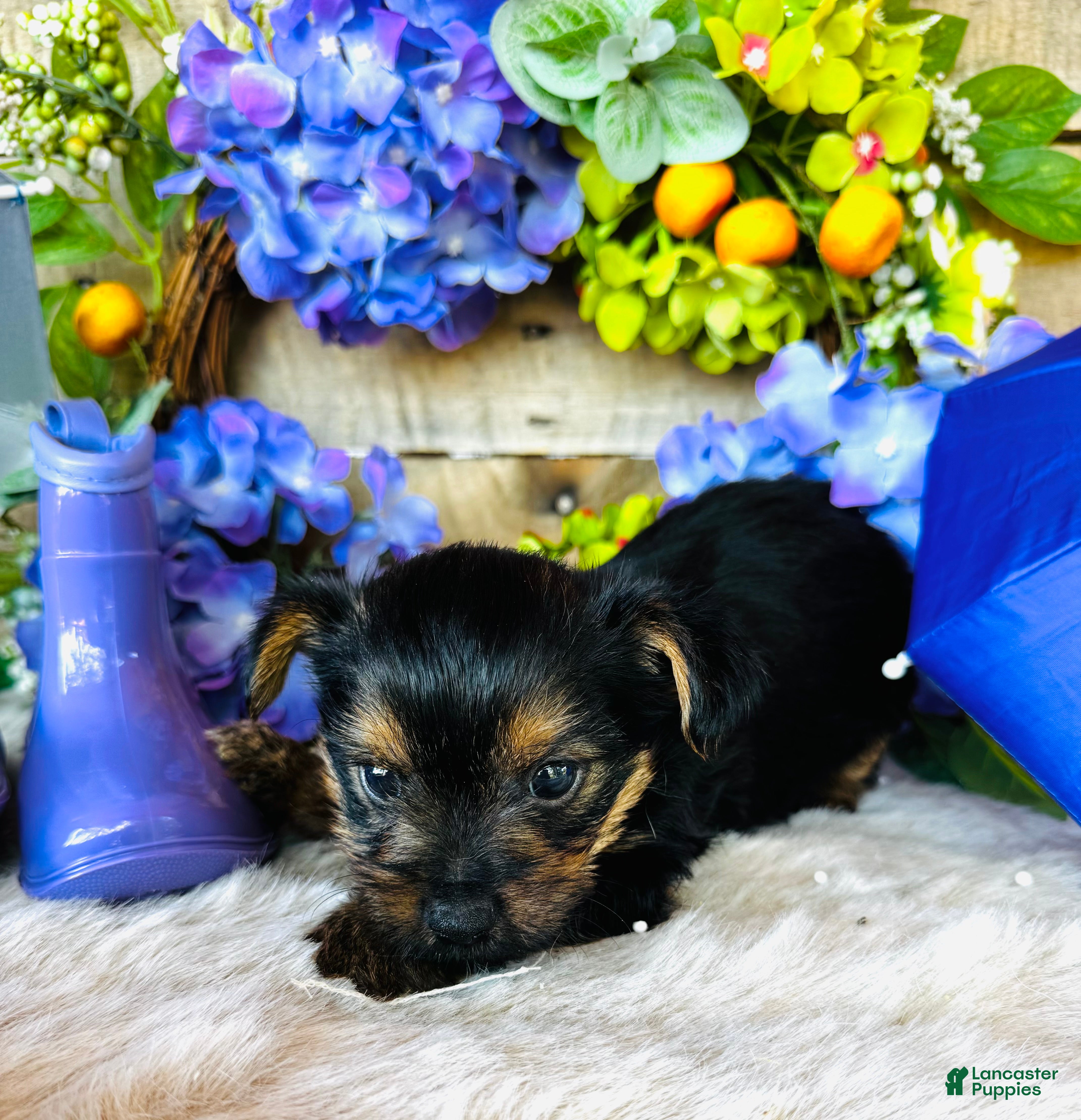 Yorkshire Terrier dogs Froggy - Ad 10