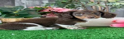 Dachshund dogs for sale: Dexter - Ad 4