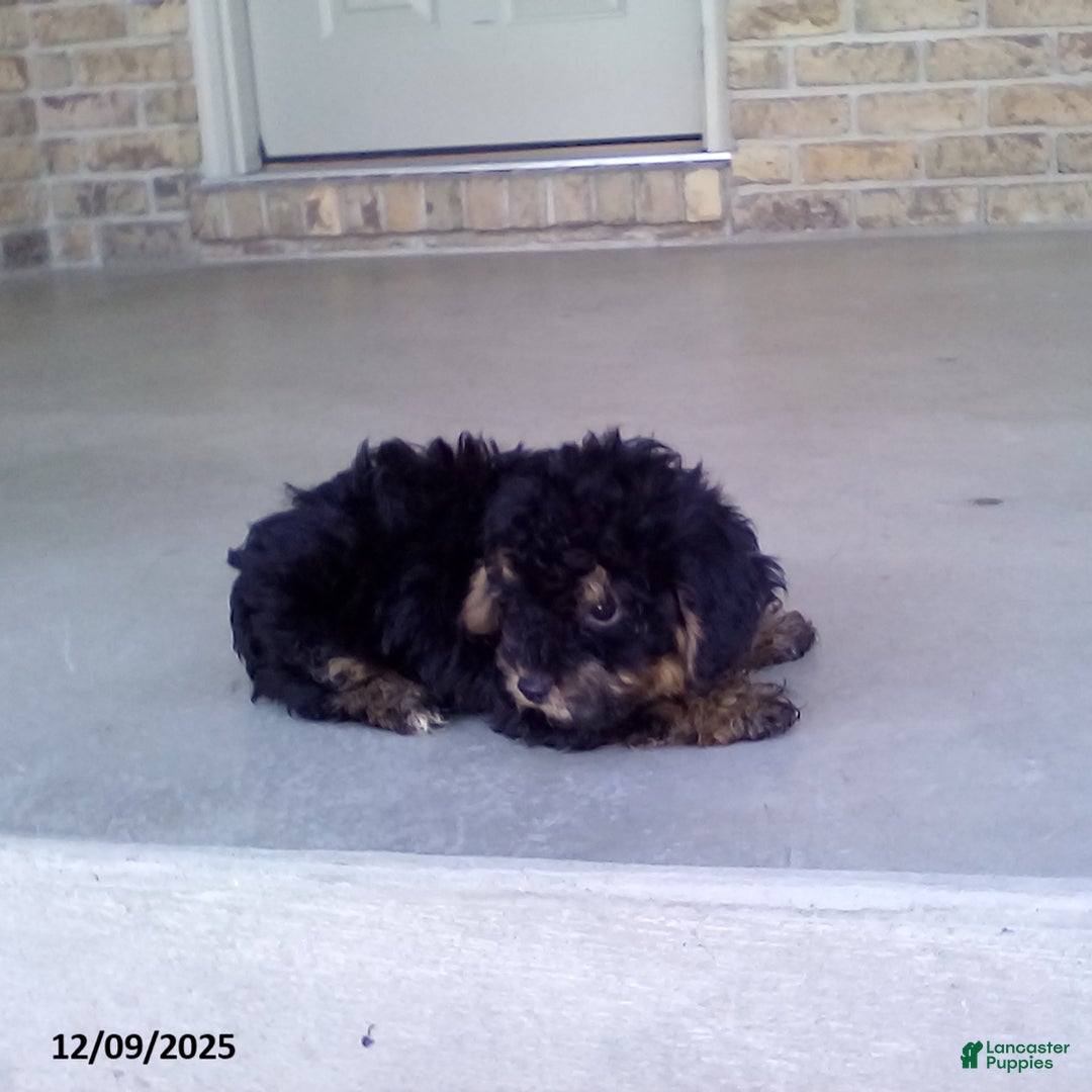 Yorkiepoo dogs for sale: Tyler - Ad 3