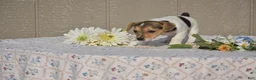 Jack Russell Terrier dogs for sale: Sandy - Ad 3