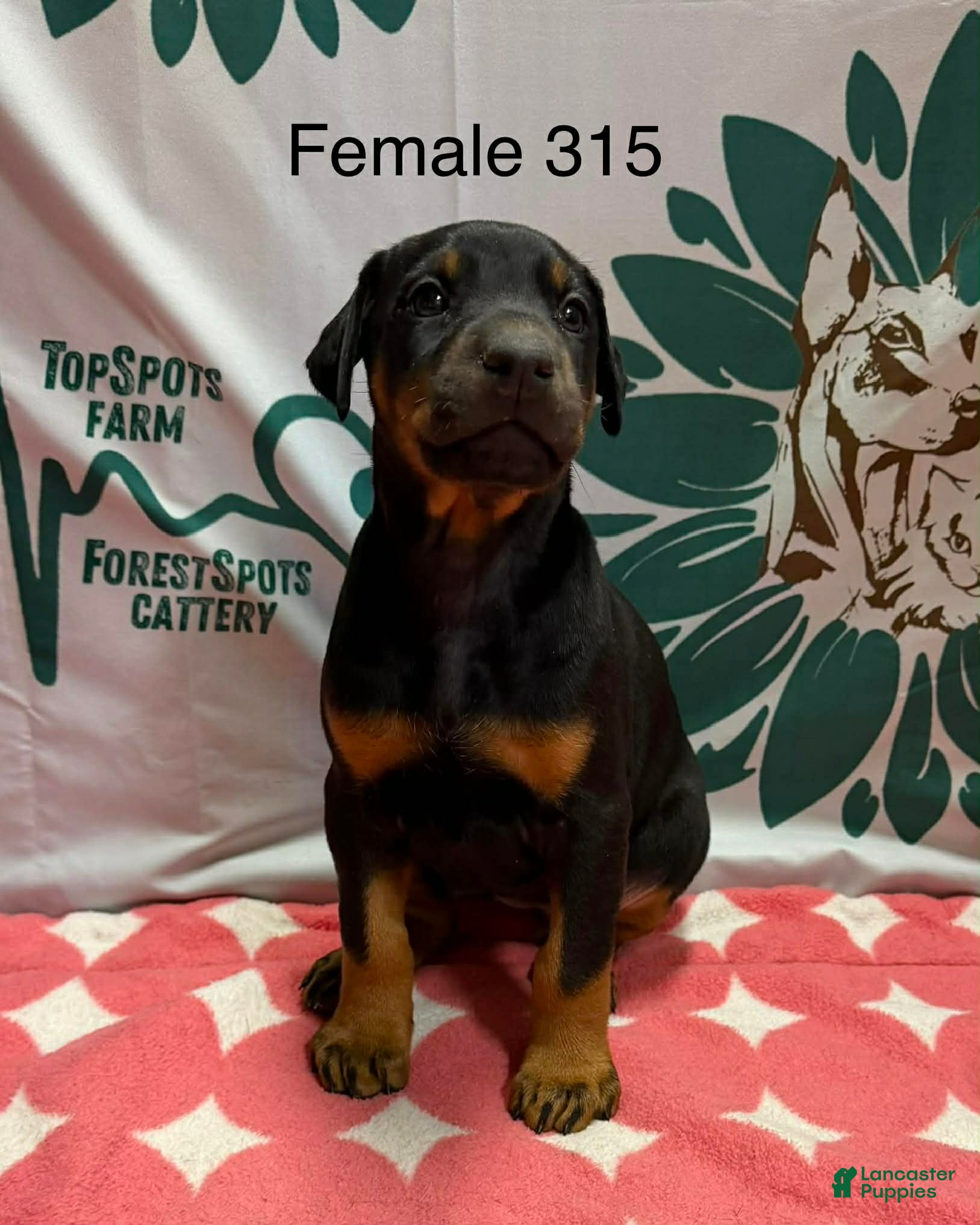 Doberman Pinscher dogs Female with ear crop - Ad 28