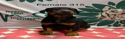 Doberman Pinscher dogs for sale: Female with ear crop - Ad 1
