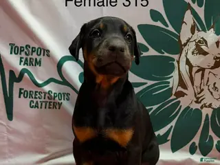 Doberman Pinscher dogs Female with ear crop - Ad 28