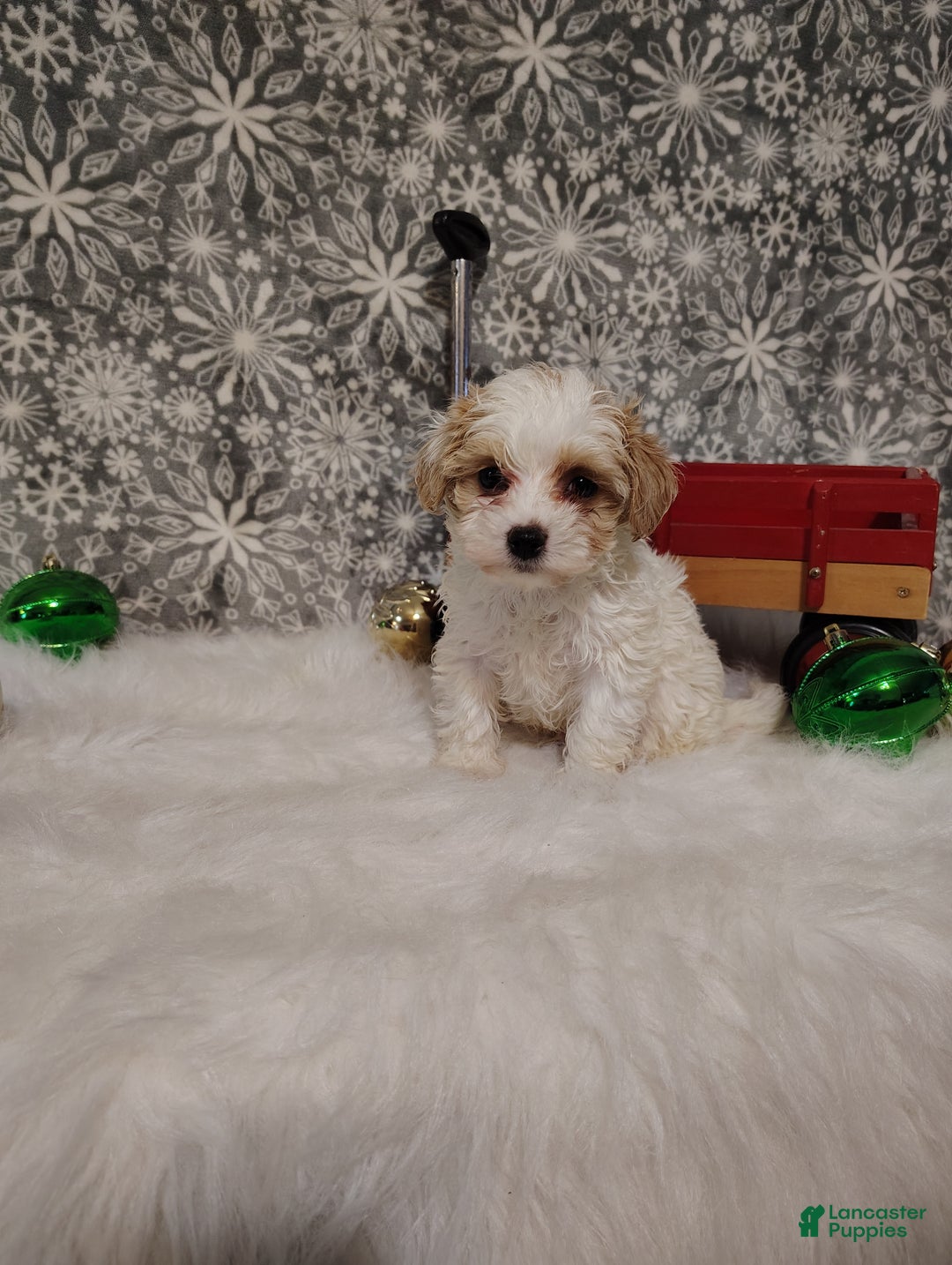 Maltipoo dogs for sale: Leo - Ad 6