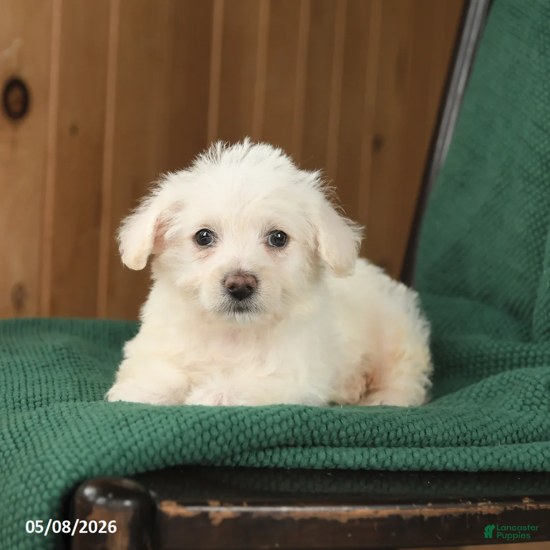 Westiepoo dogs for sale: William - Ad 2