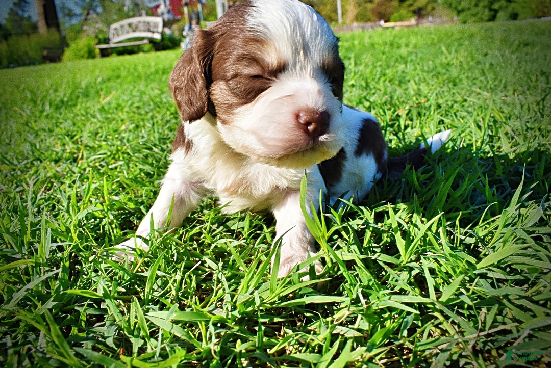 Havapoo dogs for sale: Patch - Ad 8