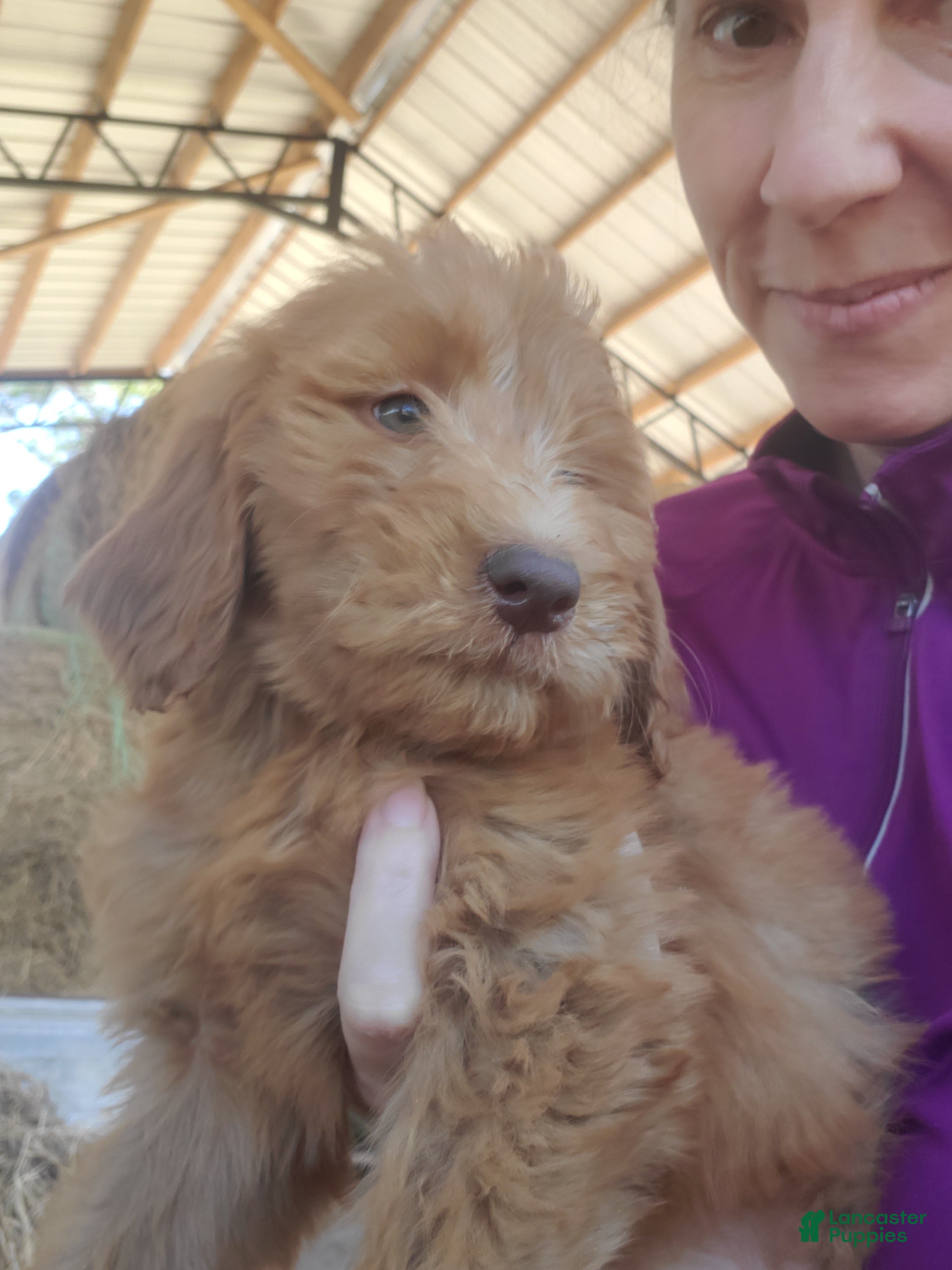 Goldendoodle dogs Rosie - Ad 15