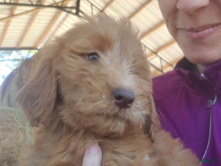 Goldendoodle dogs Rosie - Ad 6