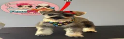Miniature Schnauzer dogs for sale: Miniature Schnauzer 1 - Ad 4