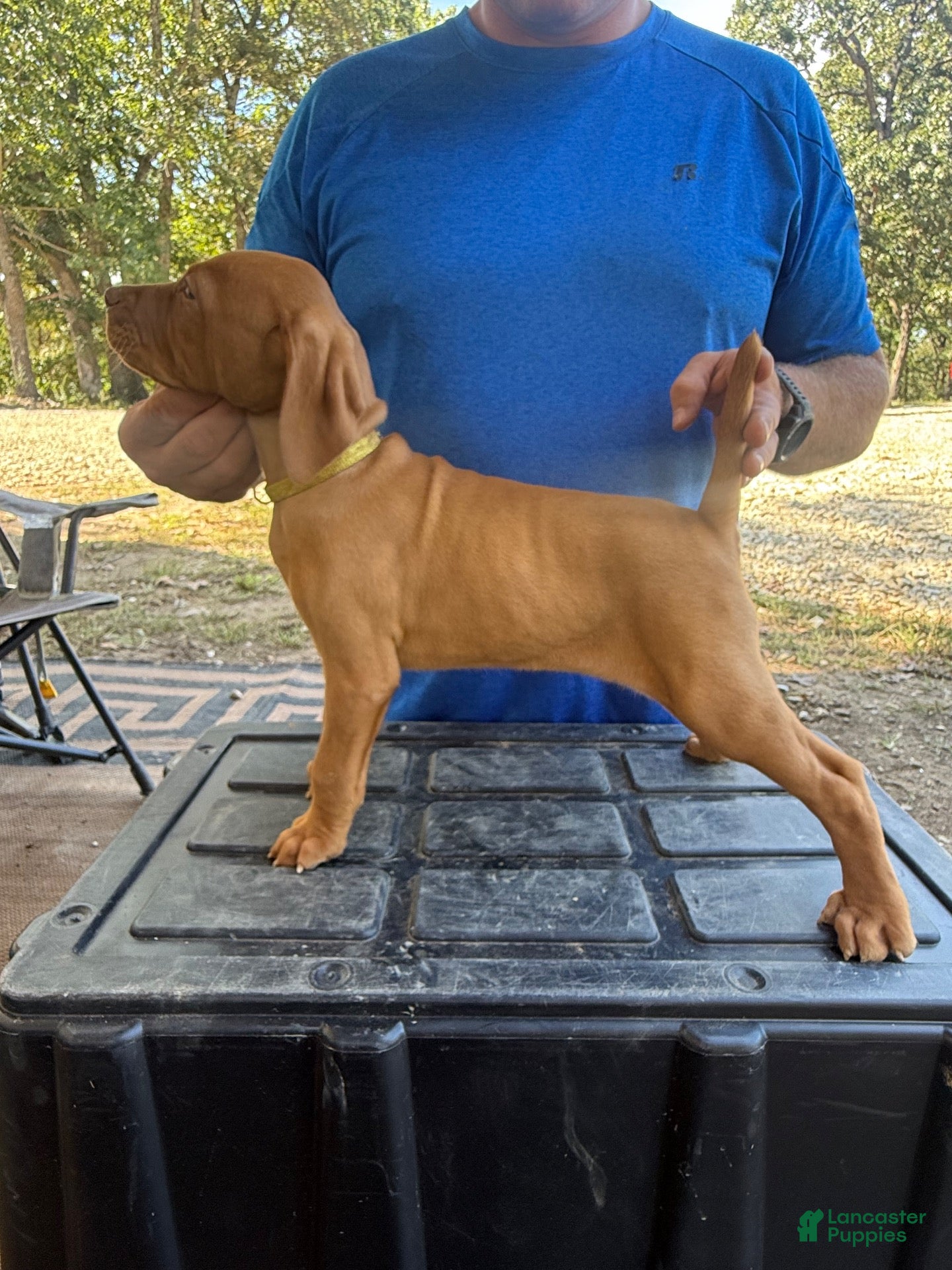 Vizsla dogs Yellow - Ad 10