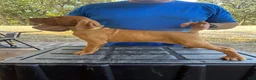 Vizsla dogs for sale: Yellow - Ad 1