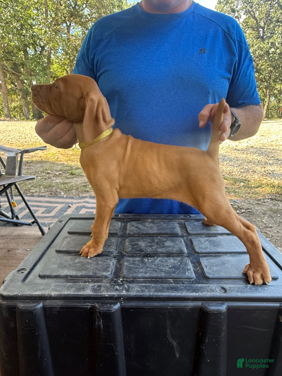 Vizsla dogs for sale: Yellow - Ad 1