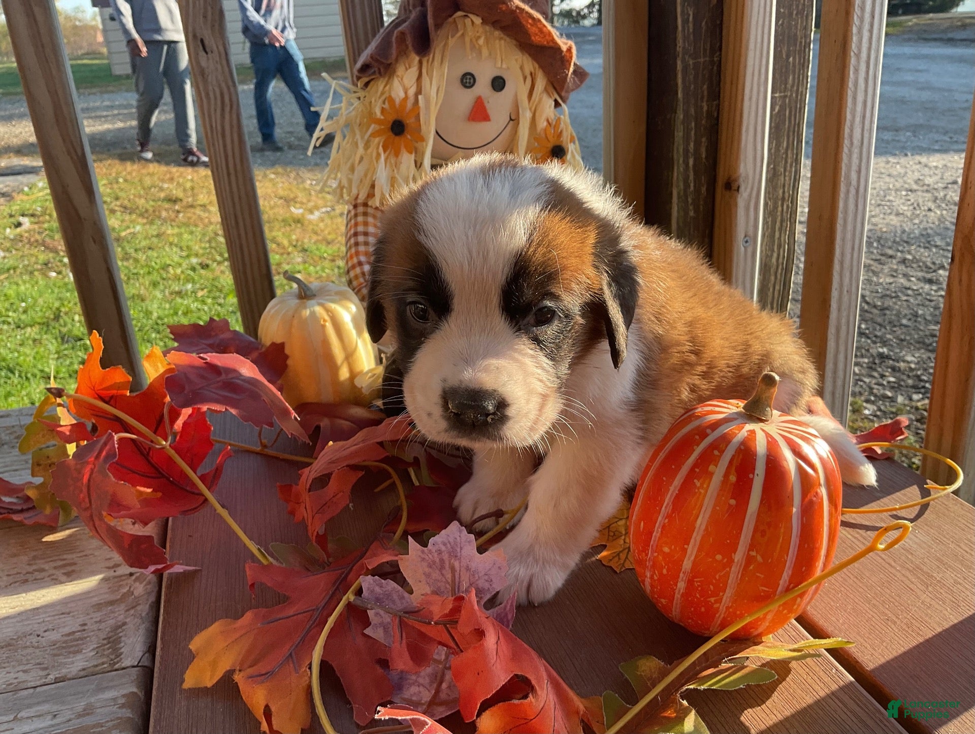 Saint Bernard dogs for sale: Saint Bernard 2. CICI - Ad 2
