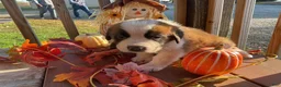 Saint Bernard dogs for sale: Saint Bernard 2. CICI - Ad 2