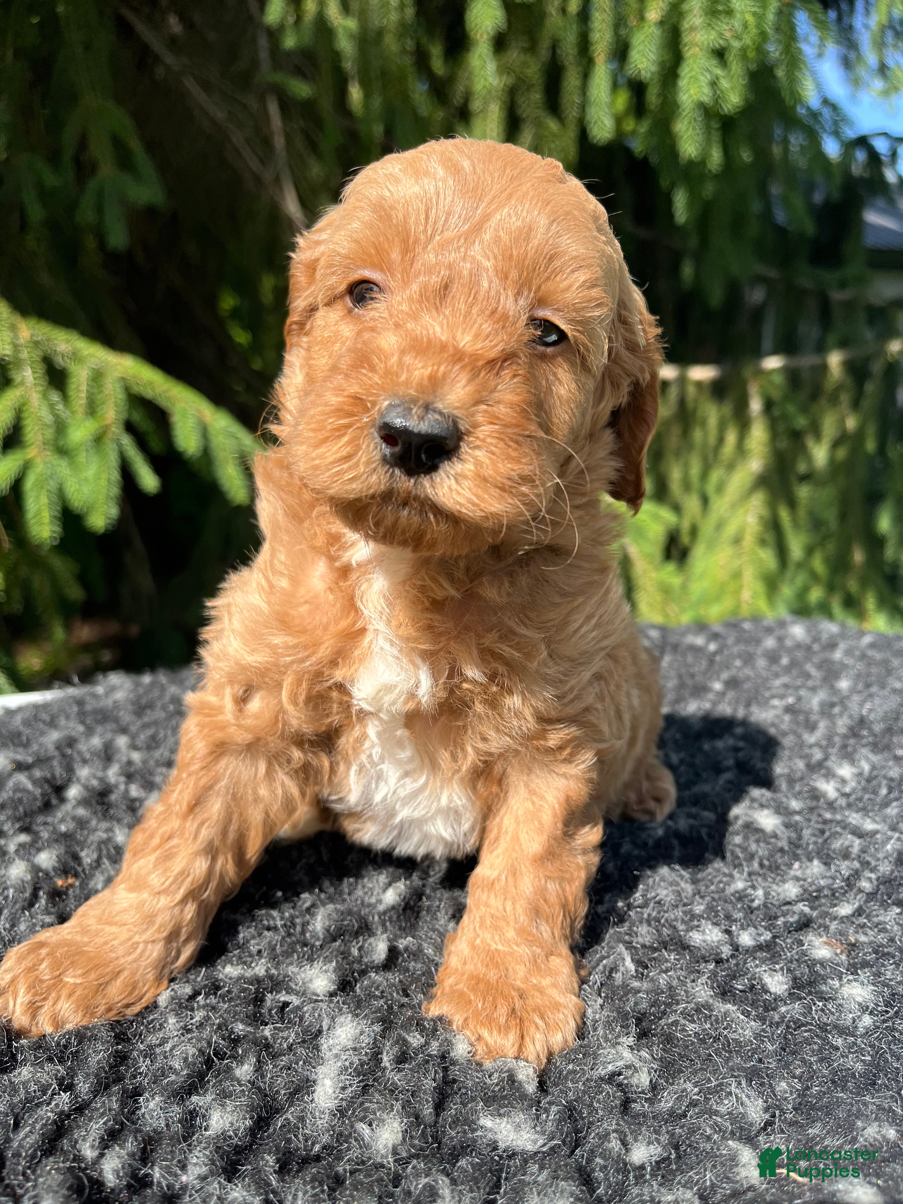 Mini Goldendoodle dogs Cooper - Ad 2