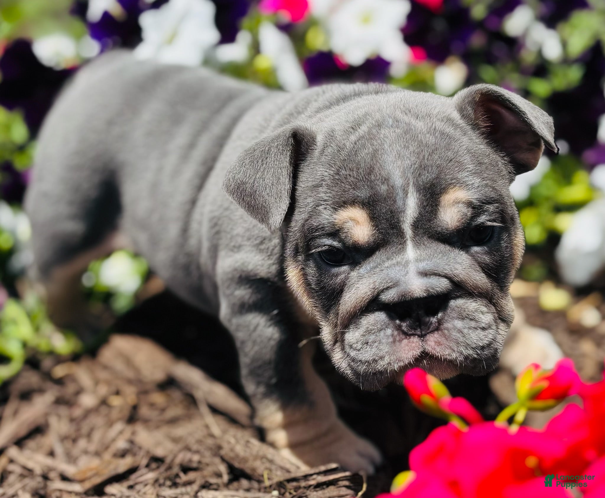 English Bulldog dogs Leah - Ad 1