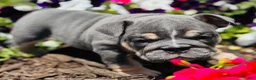 English Bulldog dogs for sale: Leah - Ad 1