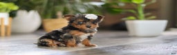 Yorkiepoo dogs for sale: J'adore - Ad 8
