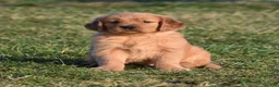 Golden Retriever dogs for sale: Pepper    Genetic/OFA - Ad 13
