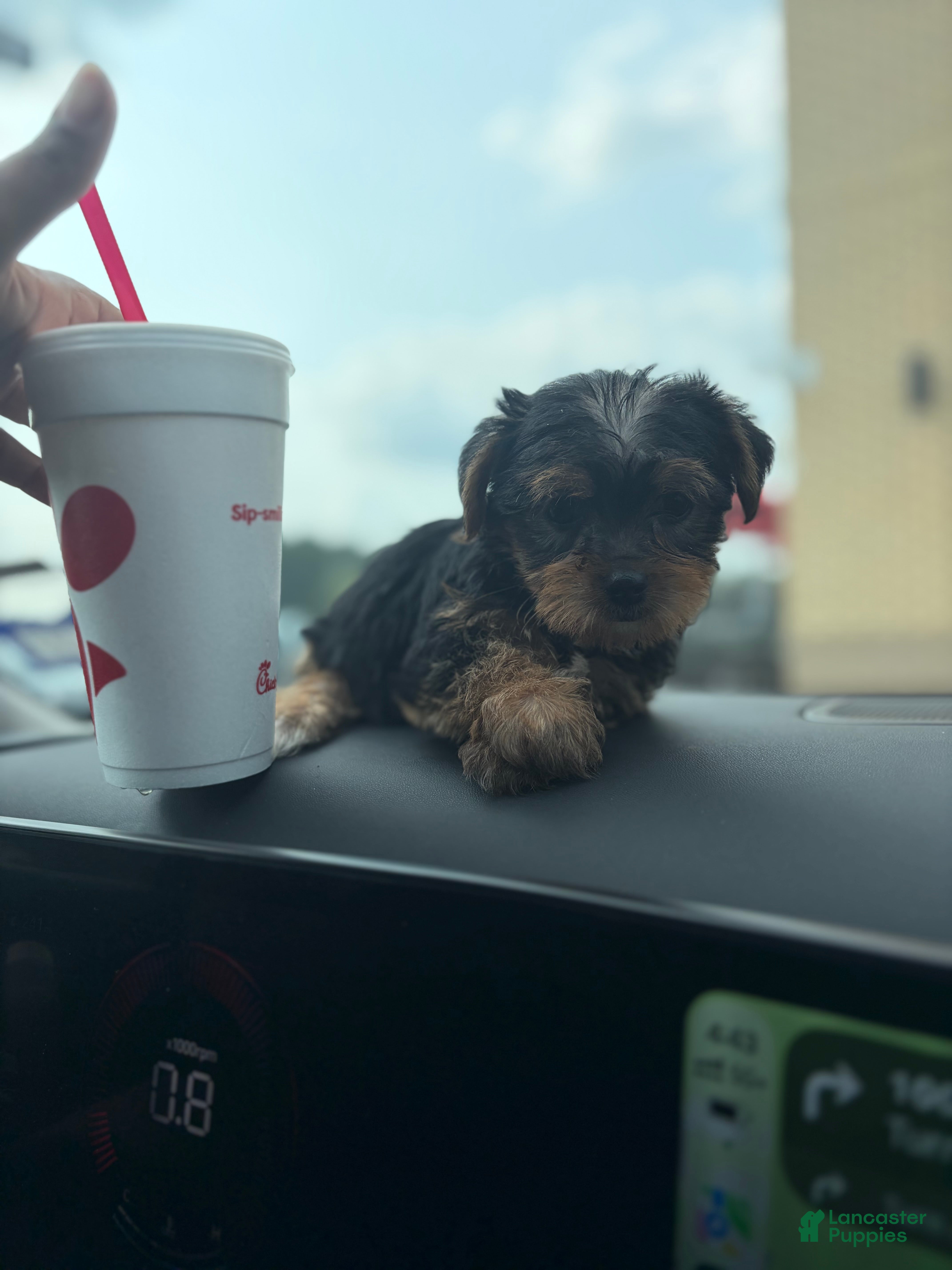 Yorkshire Terrier dogs Yorkshire Terrier 1 - Ad 1
