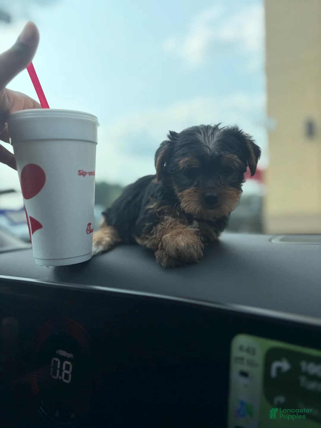 Yorkshire Terrier dogs for sale: Yorkshire Terrier 1 - Ad 1