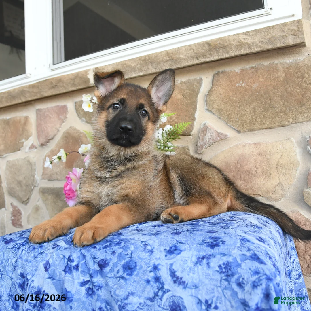 German Shepherd dogs for sale: Sasha - Ad 1