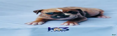 American Bully Puppy 6