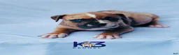 American Bully dogs for sale: American Bully Puppy 6 - Ad 1