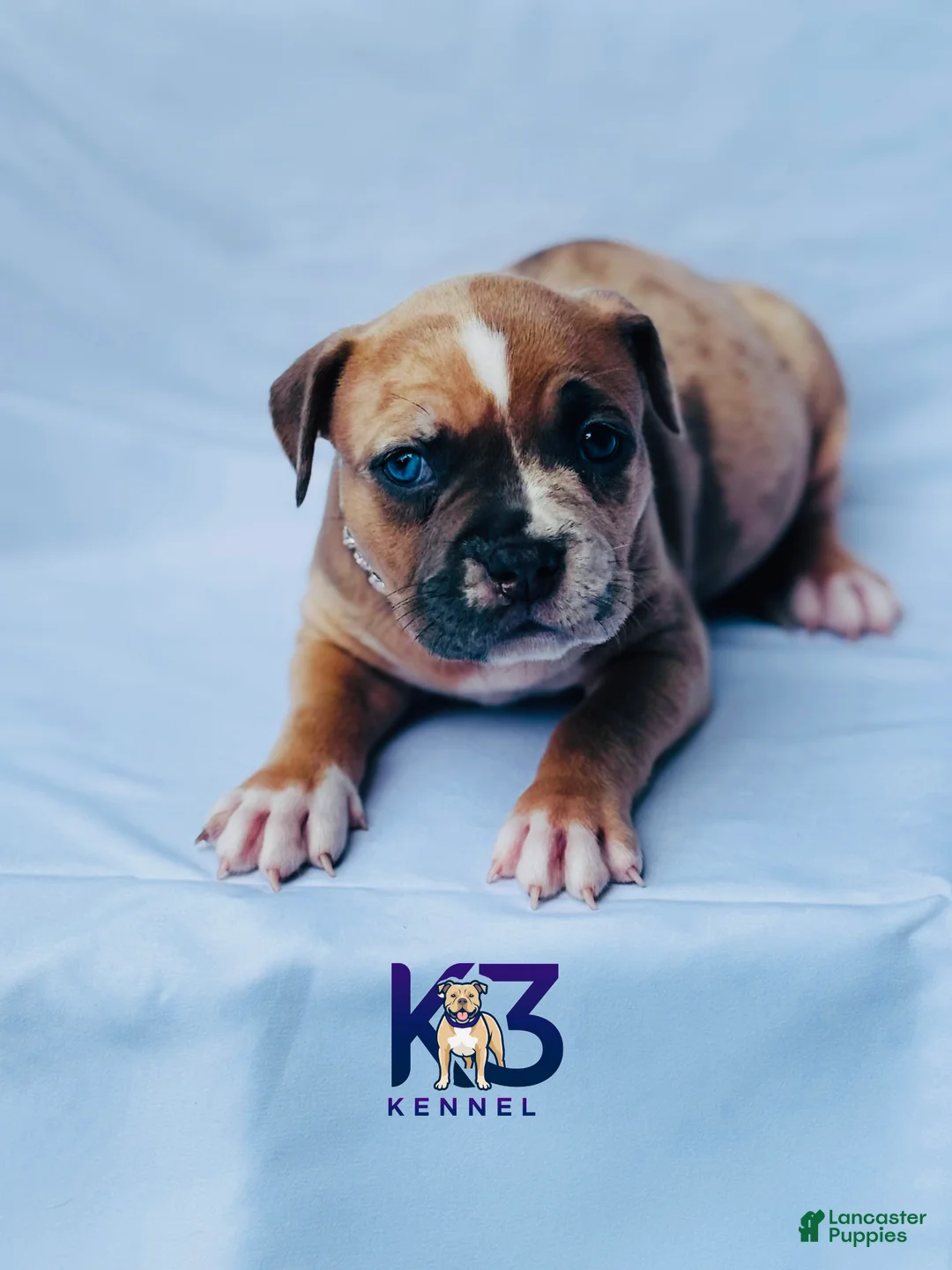 American Bully dogs for sale: American Bully Puppy 6 - Ad 1