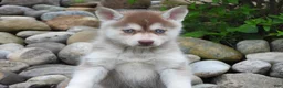 Pomsky dogs for sale: Toby - Ad 4