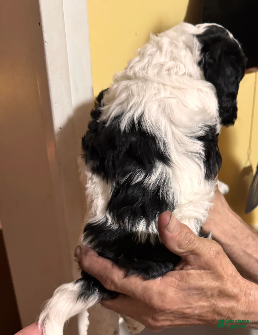 Cockapoo dogs for sale: Cockapoo Puppy 2 - Ad 1