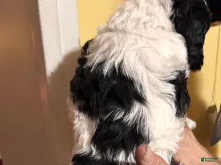 Cockapoo dogs Cockapoo Puppy 2 - Ad 29