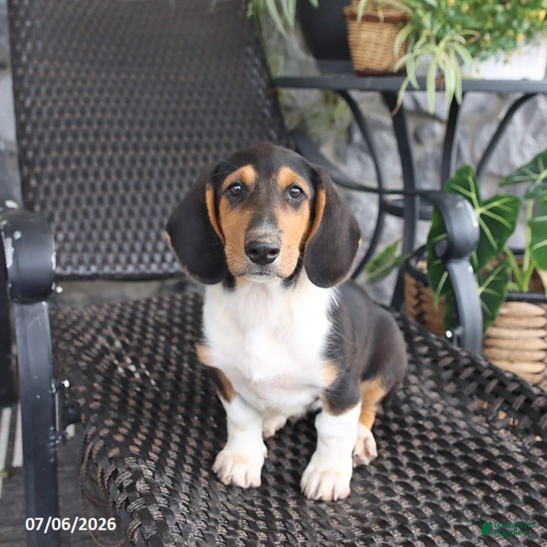 Mixed Breed dogs for sale: Coco  - Ad 3