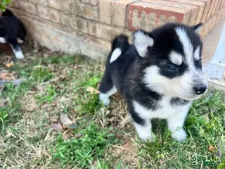 Siberian Husky dogs Tuk - Ad 16